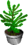 A Dwarf Spruce Tree growing in a pot.