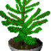 A Dwarf Spruce Tree growing in a pot.